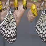 Criadero de mariposas