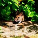 Un ratón en un jardín 