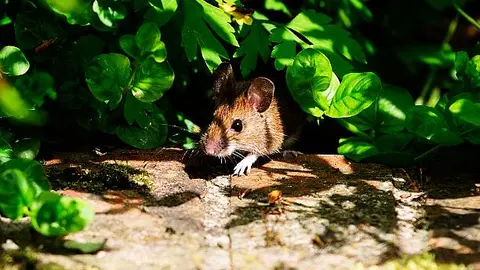 Un ratón en un jardín