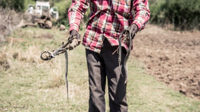 "Es difícil identificar la serpiente incluso cuando la hemos visto", aseguran los expertos