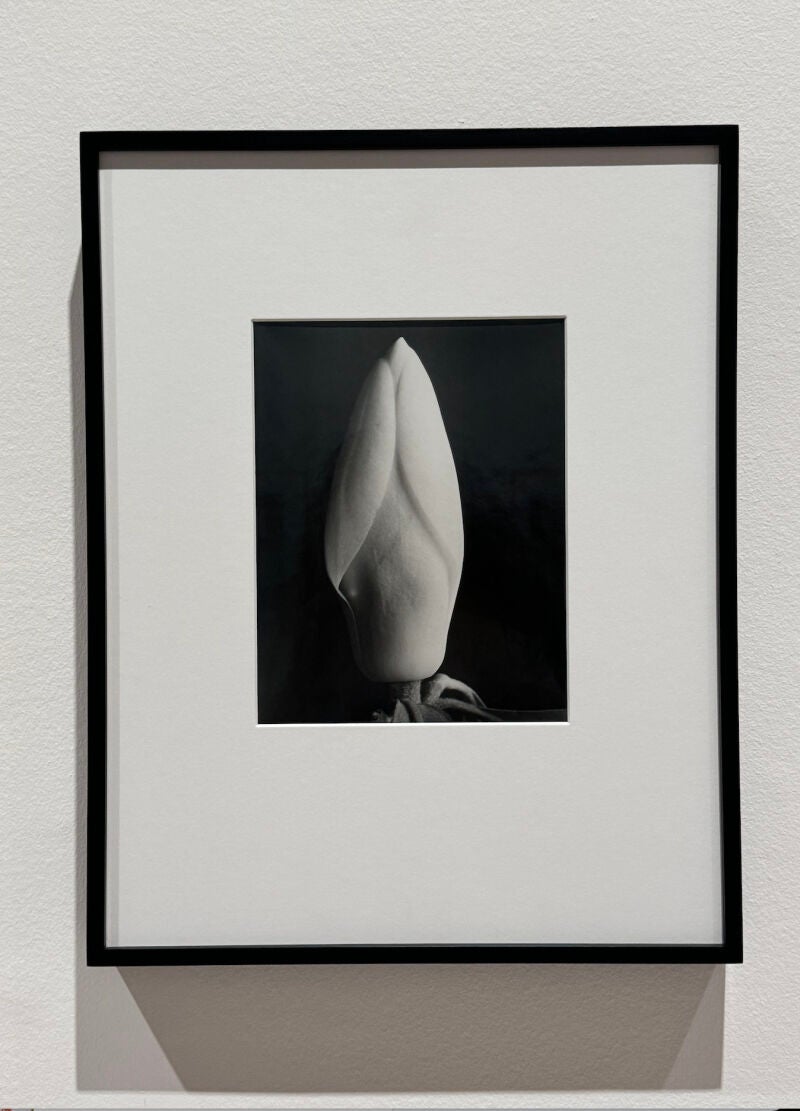 &quot;Brote de Magnolia&quot;, una de las fotografías presentes en la nueva exposición