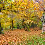 Un monte en otoño en Belmonte de Miranda. 