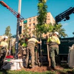 Barcelona reanuda la plantación de arbolado con nuevas especies adaptadas a las sequías