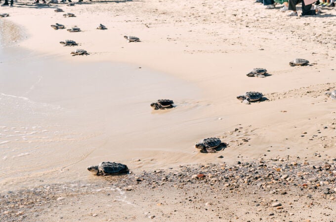 Las tortugas criadas en cautividad se dirigen a iniciar su vida en el mar 