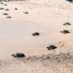 Las tortugas criadas en cautividad se dirigen a iniciar su vida en el mar 