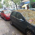 Los coches y las aceras acaban cubiertas de hojas pegadas al suelo por una melaza pegajosa y sucia