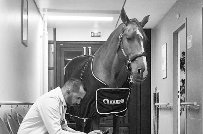 Un caballo como médico en la unidad de paliativos en un hospital de Francia: esta es su labor