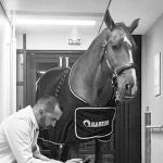 Un caballo como médico en la unidad de paliativos en un hospital de Francia: esta es su labor