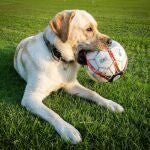 Perro sujetando un balón de fútbol