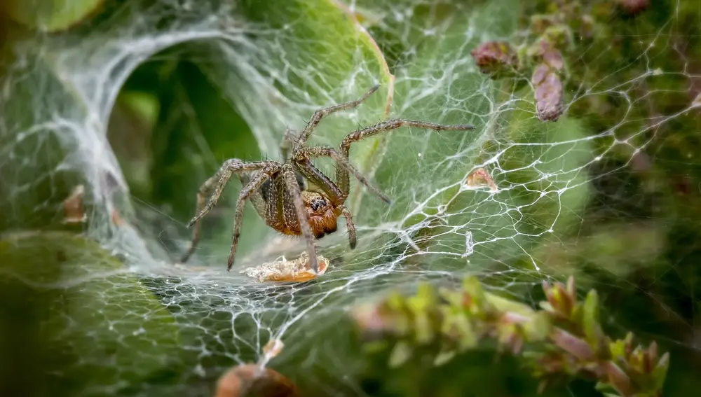 Araña de tela en tubo