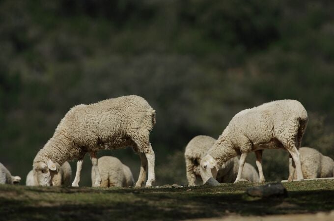 Andalucía registra 13 focos de lengua azul 