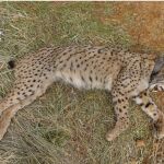 El lince ibérico 'Salteado' tras ser abatido por un cazador en Villamanrique (Ciudad Real)