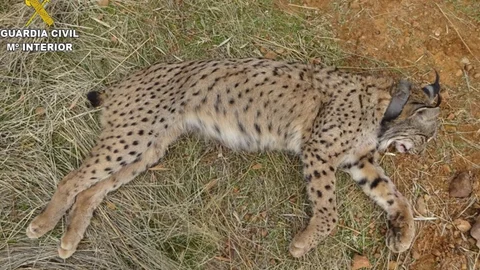 El lince ibérico 'Salteado' tras ser abatido por un cazador en Villamanrique (Ciudad Real)