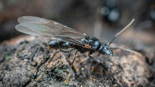 Hormiga alada en la naturaleza