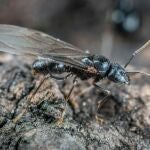 Hormiga alada en la naturaleza