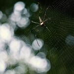 Araña cazando en su tela