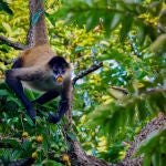 Un mono araña consumiendo fruta madura