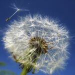 Flor diente de león