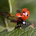 Mariquita despegando