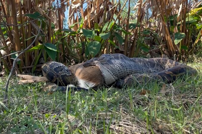 Pitón tragándose un ciervo entero