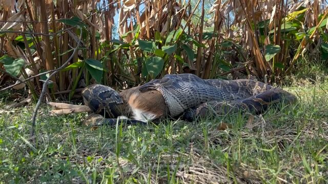 Pitón tragándose un ciervo entero