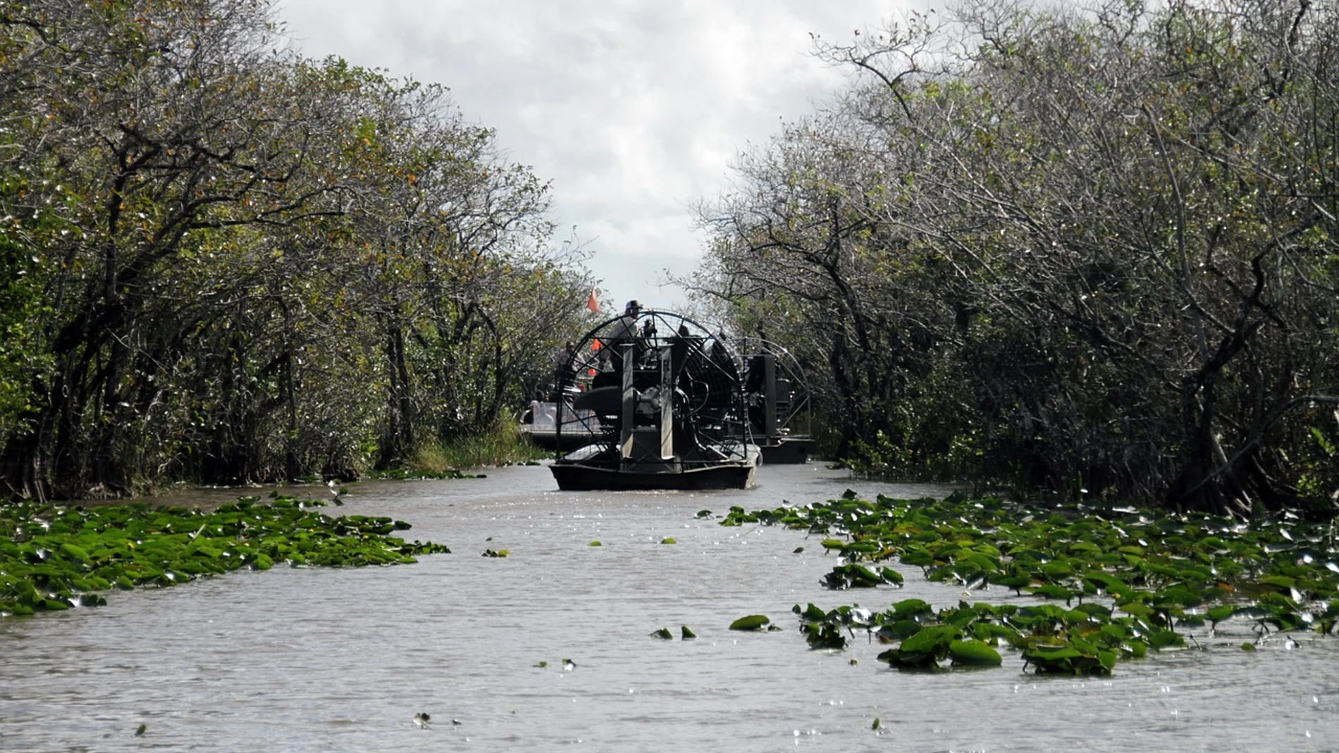 Everglades en Florida