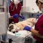 El Hospital Clínico Veterinario de la CEU UCH presta atención veterinaria a pequeños y grandes animales afectados por la DANA