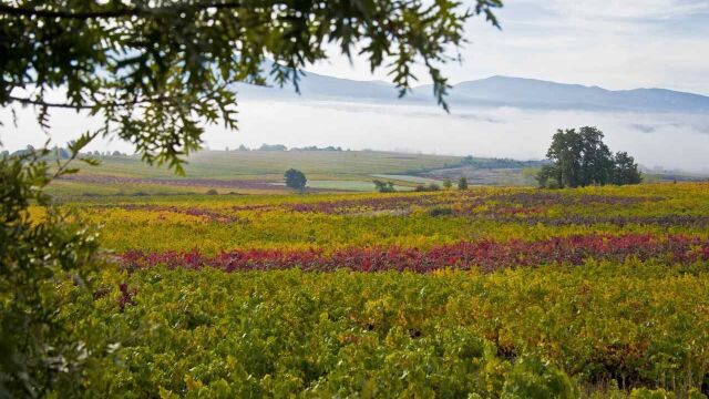 Viñedos de la DO. Bierzo
