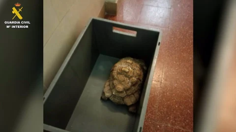 Investigan a un hombre por tener un zoo ilegal en Santa Cruz de Tenerife con aves, anfibios, reptiles y peces