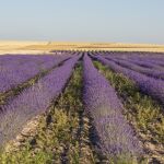 Campos de lavanda de la provincia de Palencia