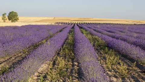 Campos de lavanda de la provincia de Palencia