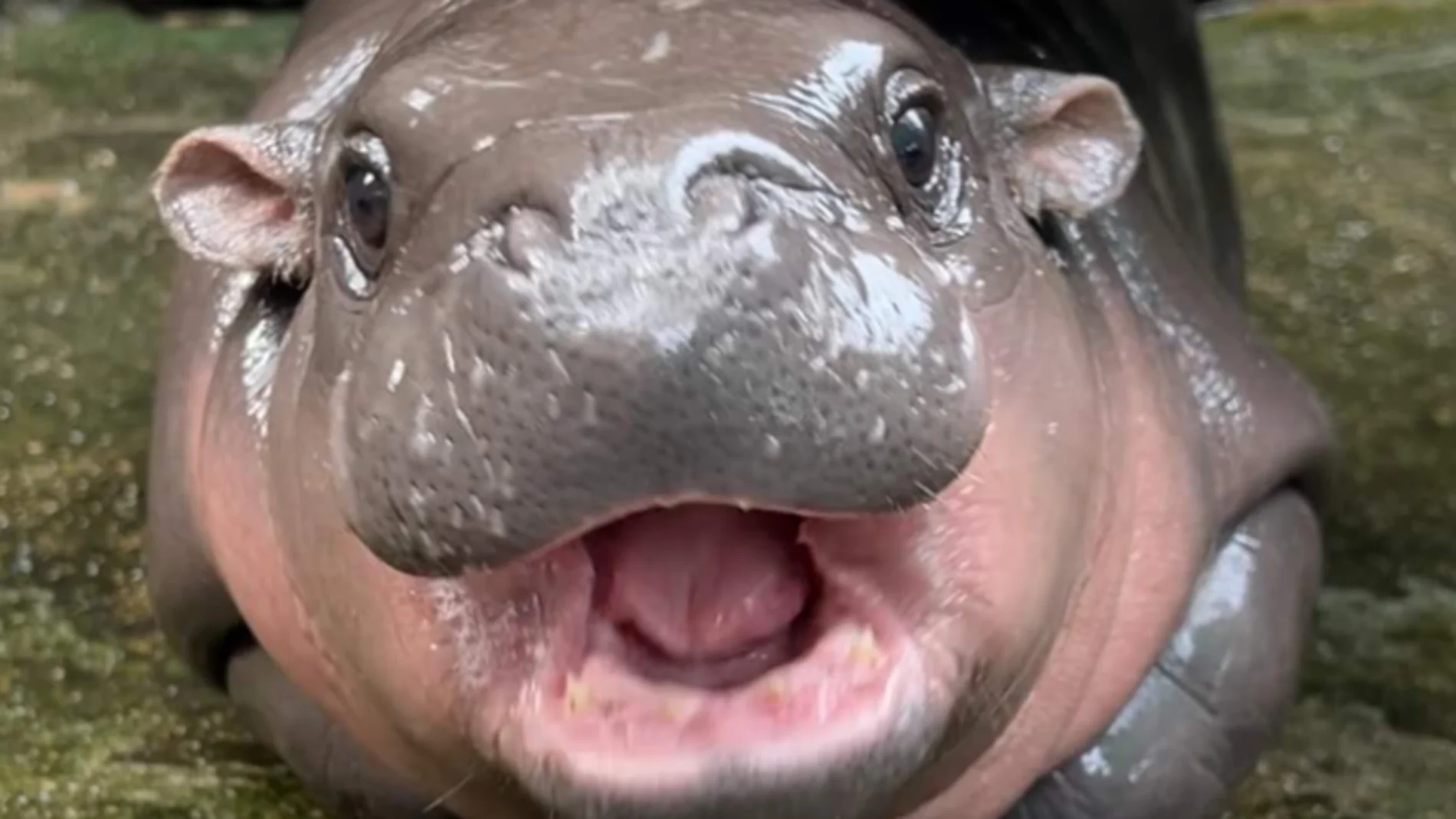 El bebé hipopótamo tailandés Moo Deng