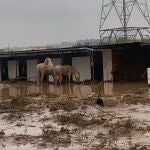 Agricultura.- Temporal.- AVA-Asaja colabora con la Conselleria de Agricultura para salvar el ganado en zonas afectadas por la DANA