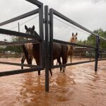 La Dana afecta a la hípica con inundaciones 