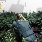 Desmantelado en Cieza (Murcia) un grupo delictivo que cultivaba y distribuía marihuana en municipios limítrofes