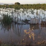 Economía/Agricultura.- AVA-Asaja estima que la DANA causa unas pérdidas de 1.089 millones en la agricultura valenciana