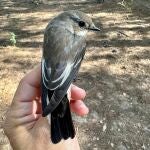 Huelva.- Detectan que aves paseriformes transaharianas llegan a Doñana con "más grasa", por lo que "podrían parar menos"