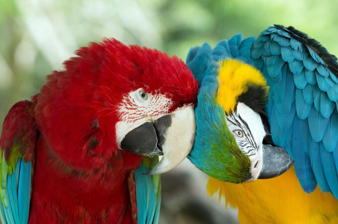 Loros