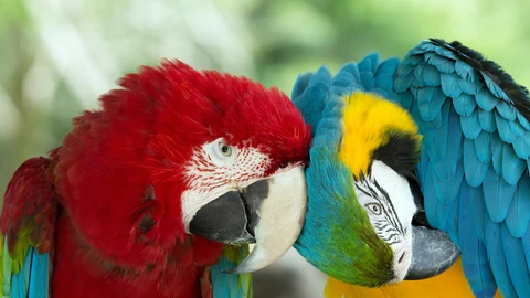 Loros