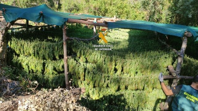 Desmantelan una plantación de marihuana en un Parque Nacional y Reserva de la Biosfera