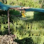 Desmantelan una plantación de marihuana en un Parque Nacional y Reserva de la Biosfera