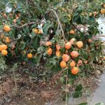 La DANA ha dañado la producción de caquis de Valencia