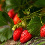 Fresas