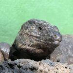 Lagarto Gigante de El Hierro