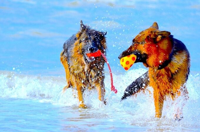 El motivo por el que los perros se sacuden cuando están mojados: no es solo para secarse