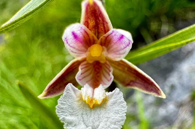 Un ejemplar de orquídea de los pantanos. 