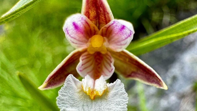 Un ejemplar de orquídea de los pantanos. 