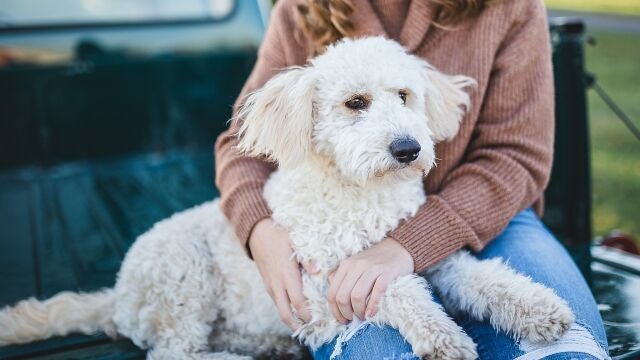 Perro con su dueña
