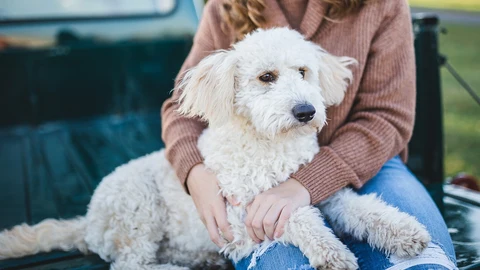 Perro con su dueña