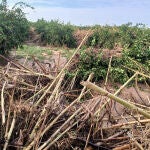 Los agricultores insisten en la necesidad de limpiar los cauces y barrancos ante posibles riadas